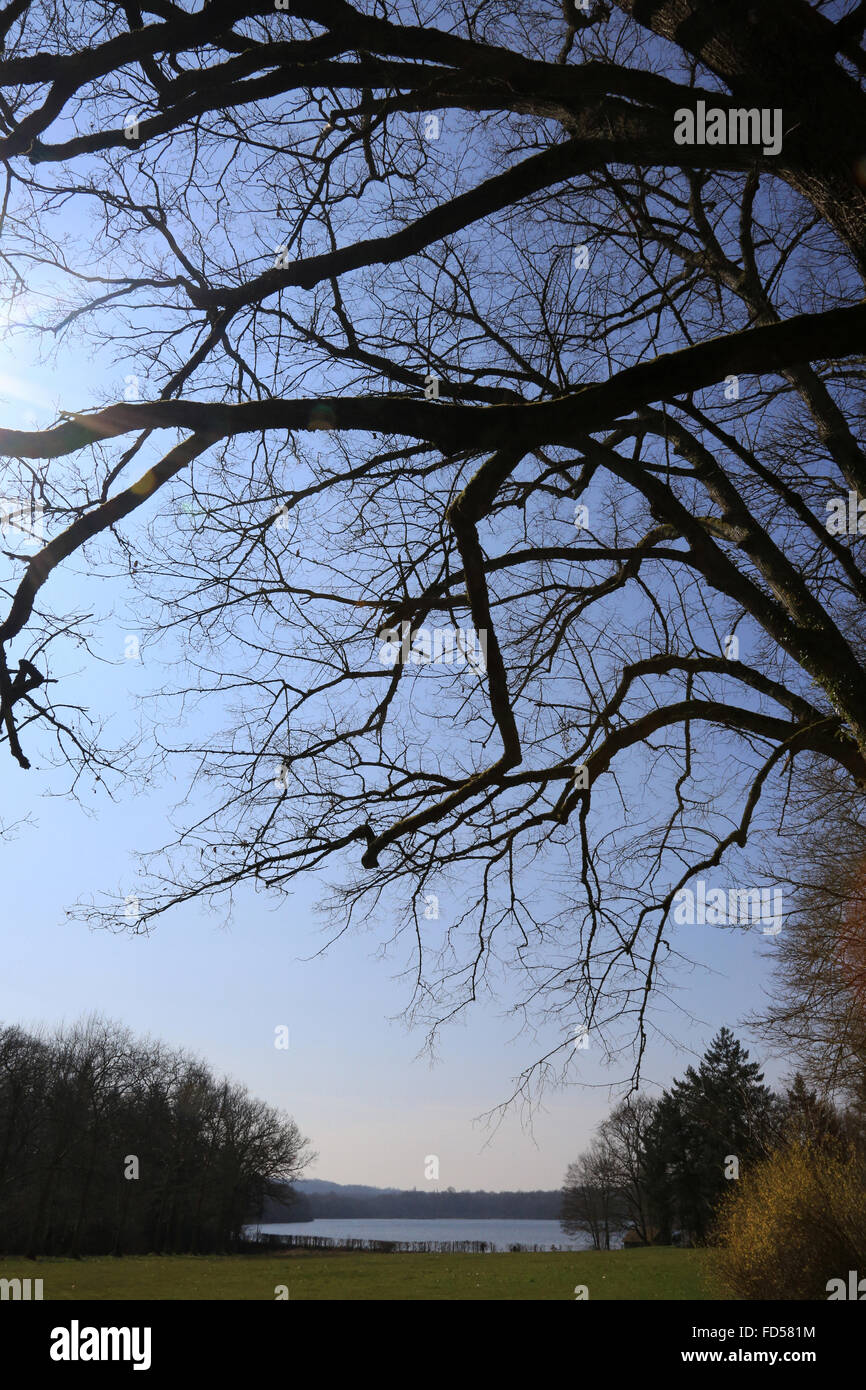 Silhouettes of tree branches. Stock Photo
