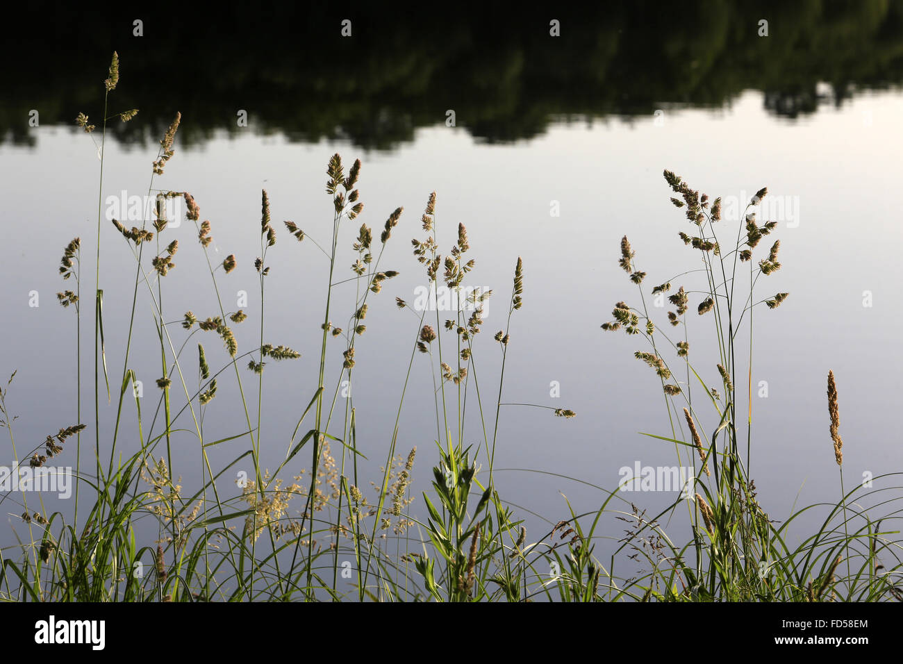 Weeds on the edge of a lake. Stock Photo