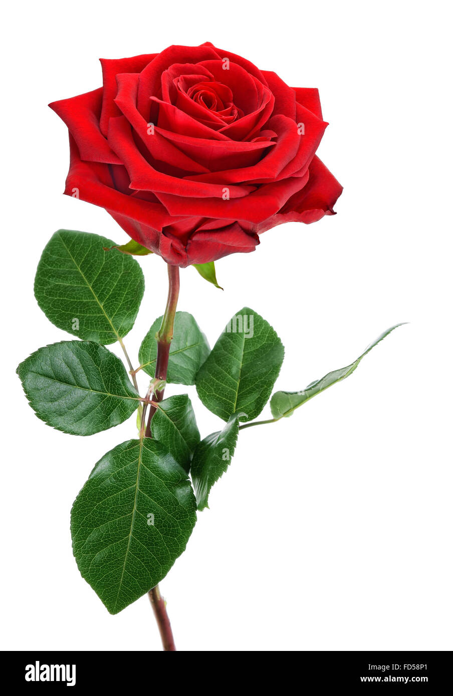 Fully blossomed, perfect red rose with stem and leaves, studio isolated on pure white background Stock Photo