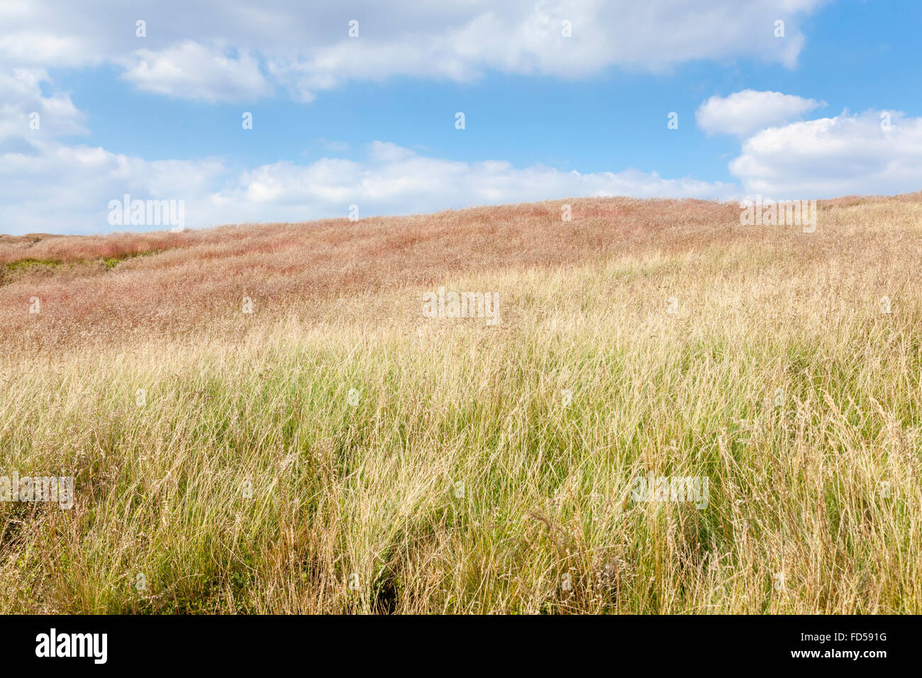Moorland grass on Edale Moor, Kinder Scout, Derbyshire, Peak District National Park, England, UK Stock Photo