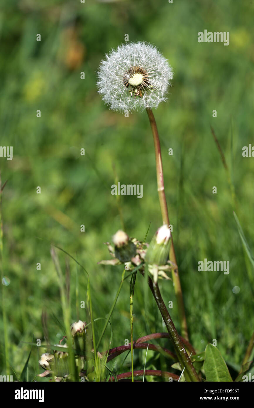 Close-up of dandelion seed head. (Taraxacum). Stock Photo