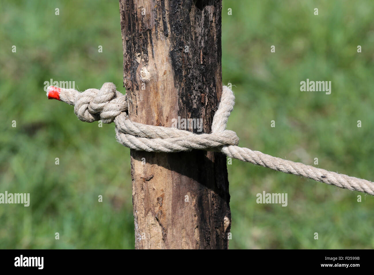 Knotted rope. Stock Photo