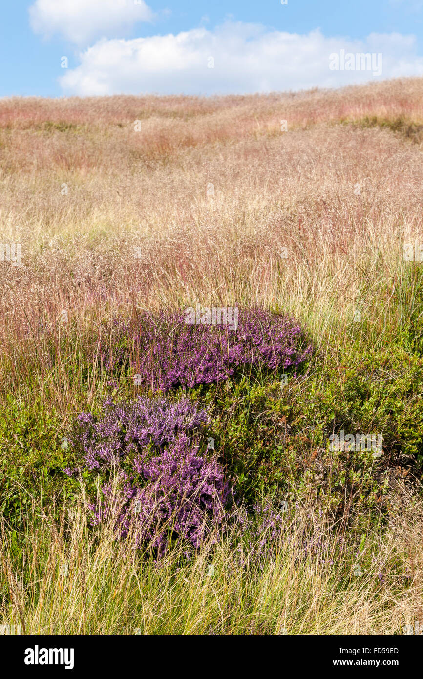 Heather (Calluna vulgaris) and moorland grasses, Kinder Scout, Derbyshire, Peak District National Park, England, UK Stock Photo