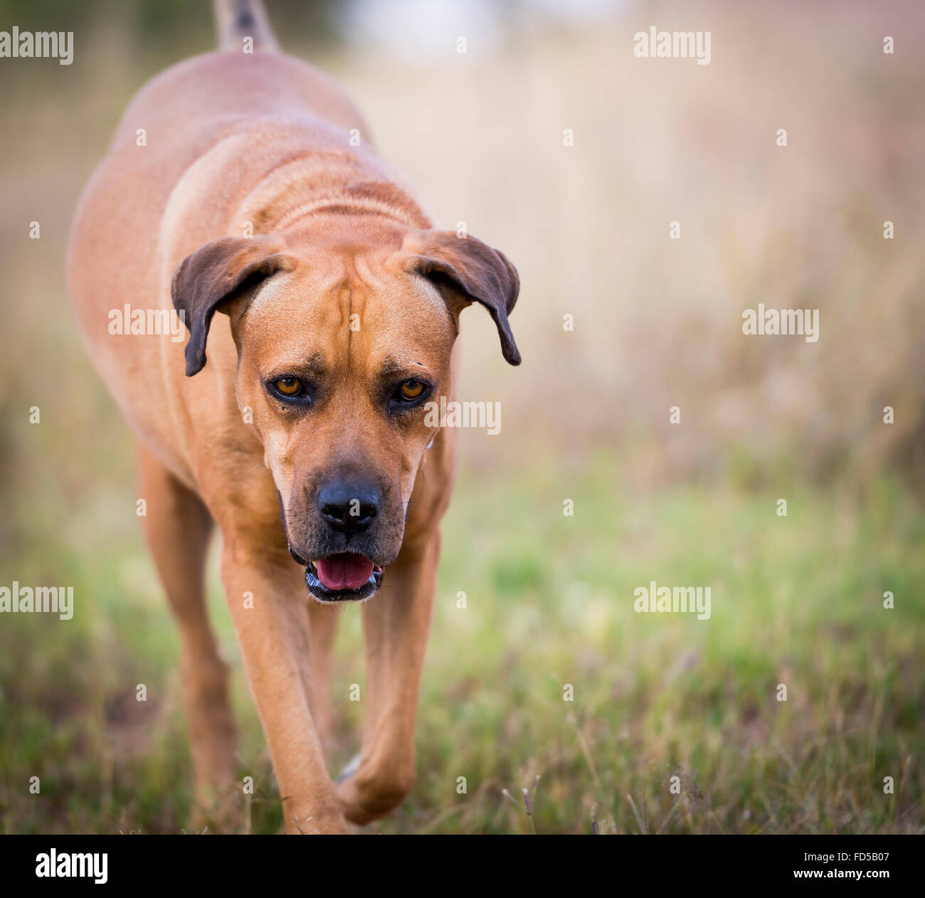 Boerboel dog or South African Mastiff walking through grass Stock Photo