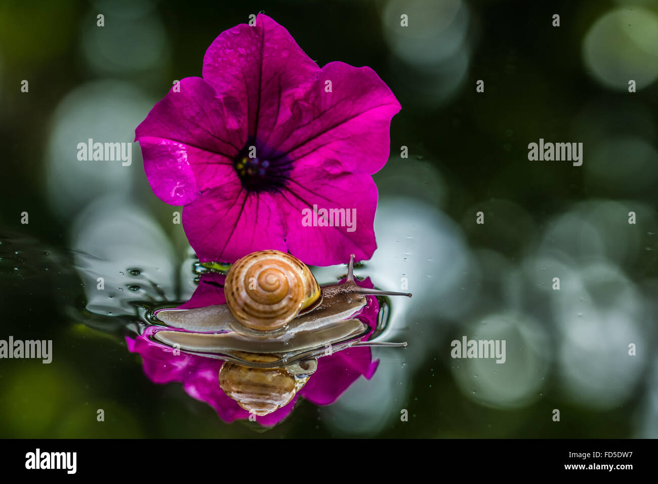 Floating petunia hires stock photography and images Alamy