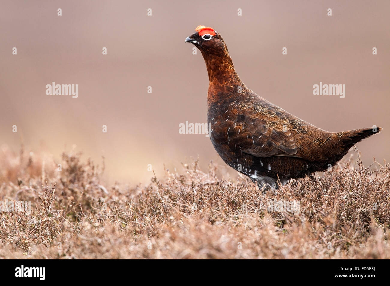 red grouse (Lagopus lagopus scotica) adult male in heather moorland in spring, Yorkshire, England Stock Photo