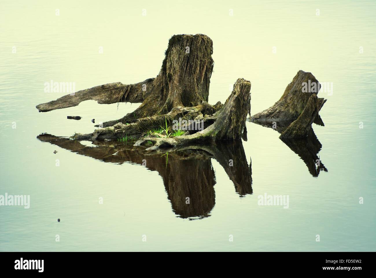 Tree Stump In Water Stock Photo Alamy