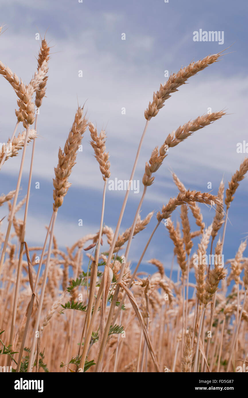 Ripe, golden wheat growing in field, Ontario, Canada. Latin Triticum Stock Photo