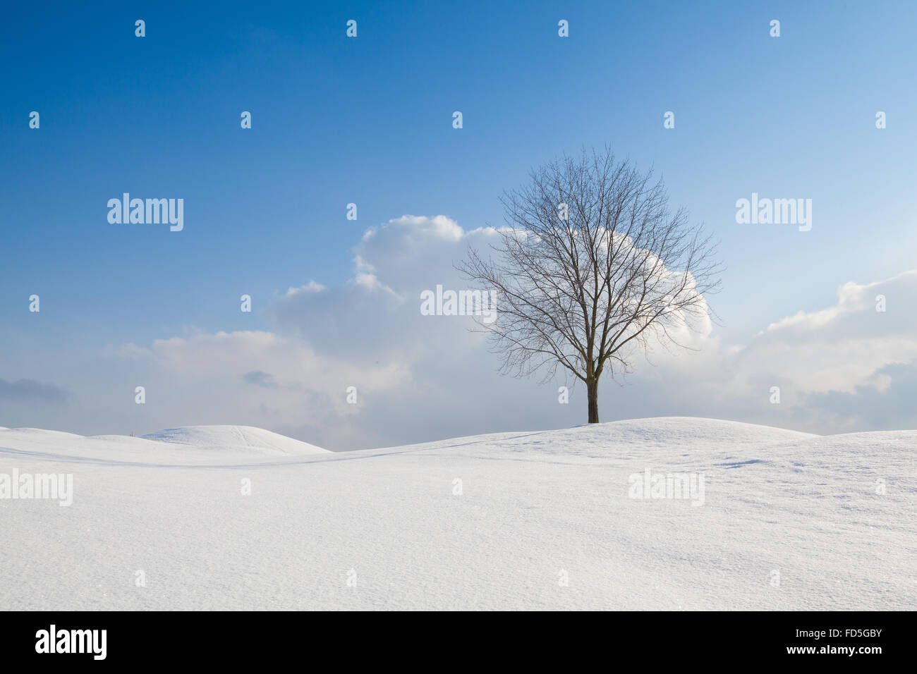 Lonely tree in a winter landscape under blue sky Stock Photo - Alamy