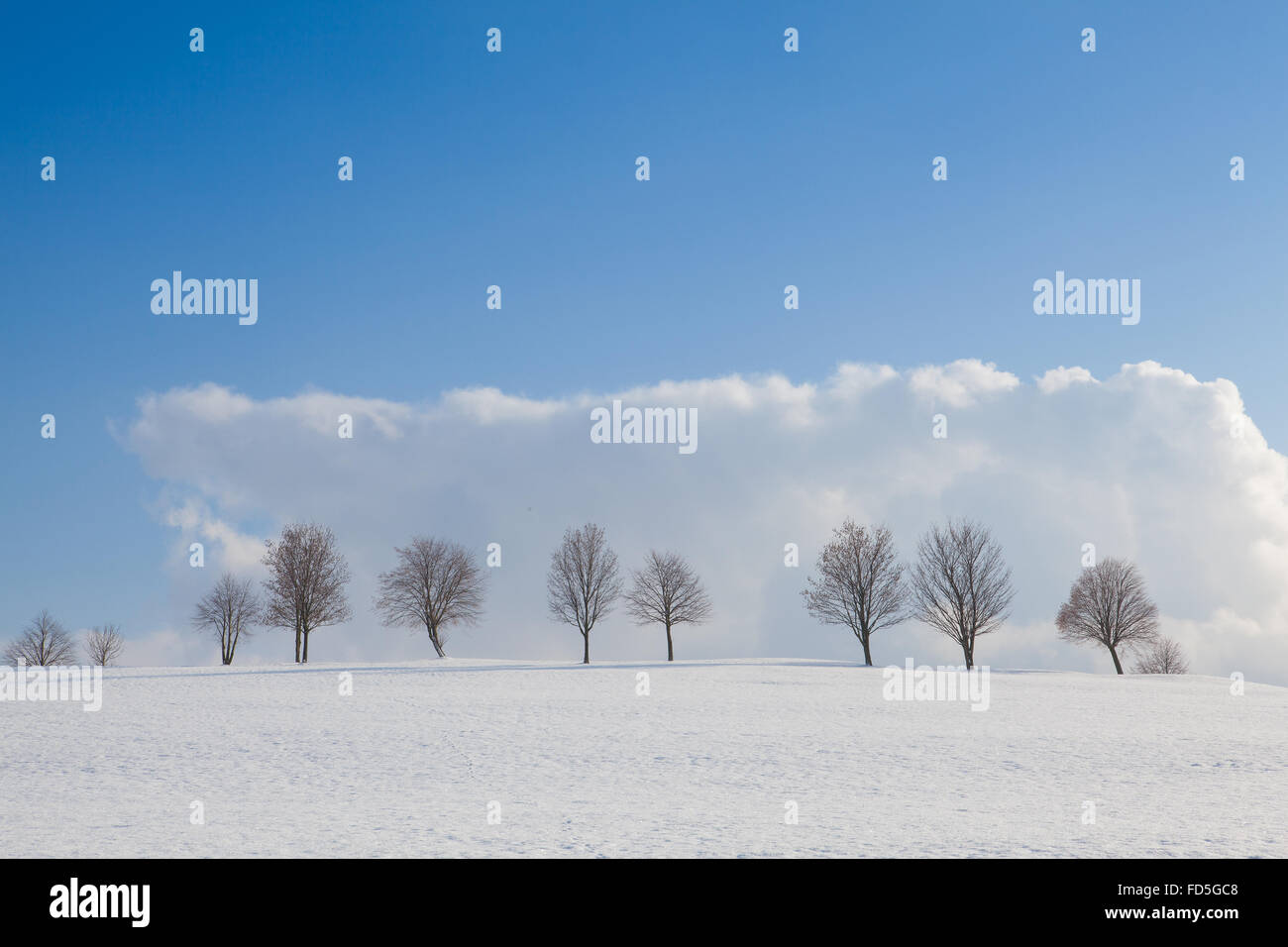 Lonely trees in a winter landscape under blue sky Stock Photo - Alamy