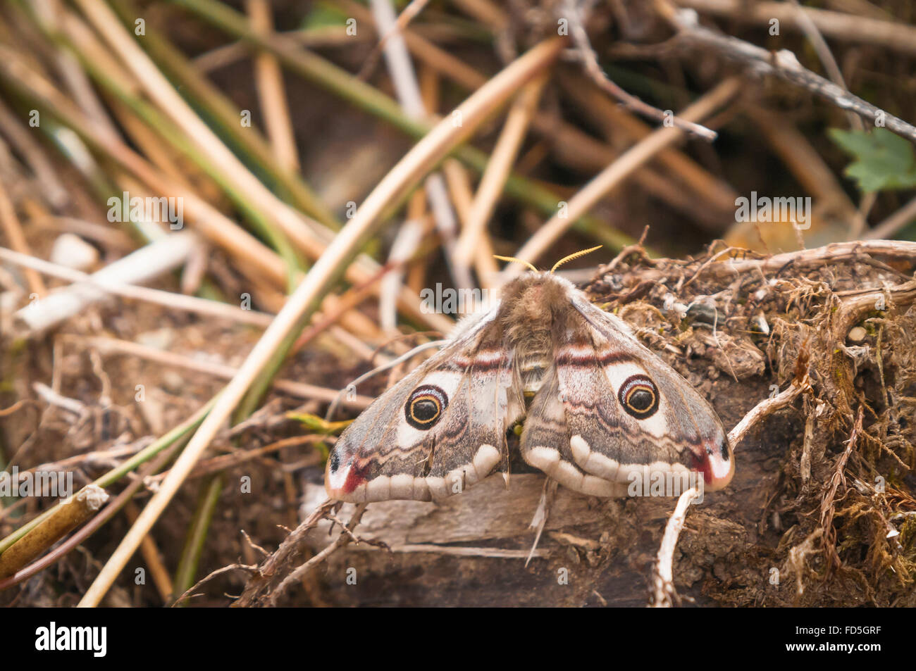 A female Small Emperor Moth, Saturnina pavonia, resting on vegetation in Scotland Stock Photo