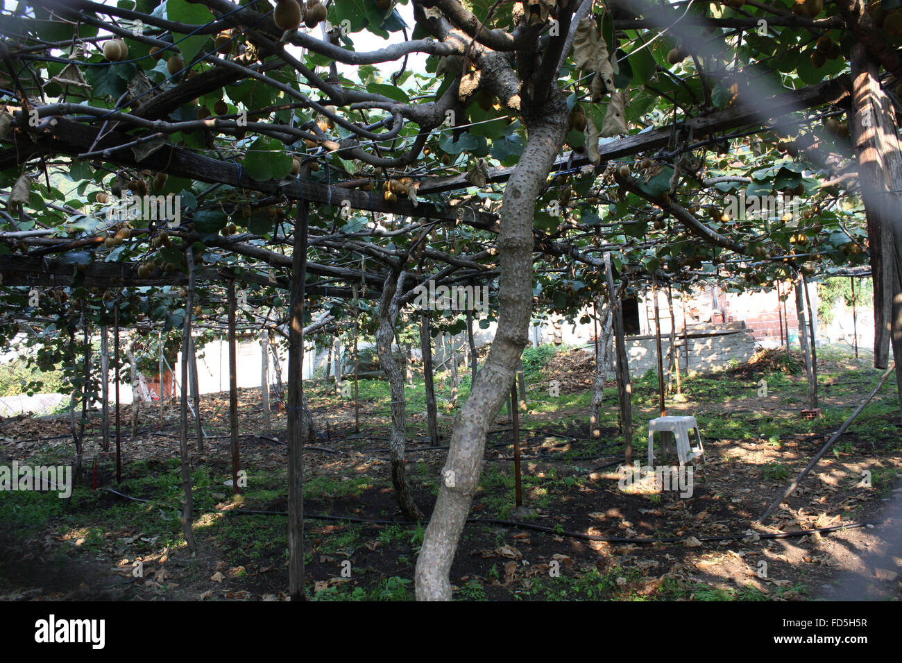 Kiwi farm hi-res stock photography and images - Alamy
