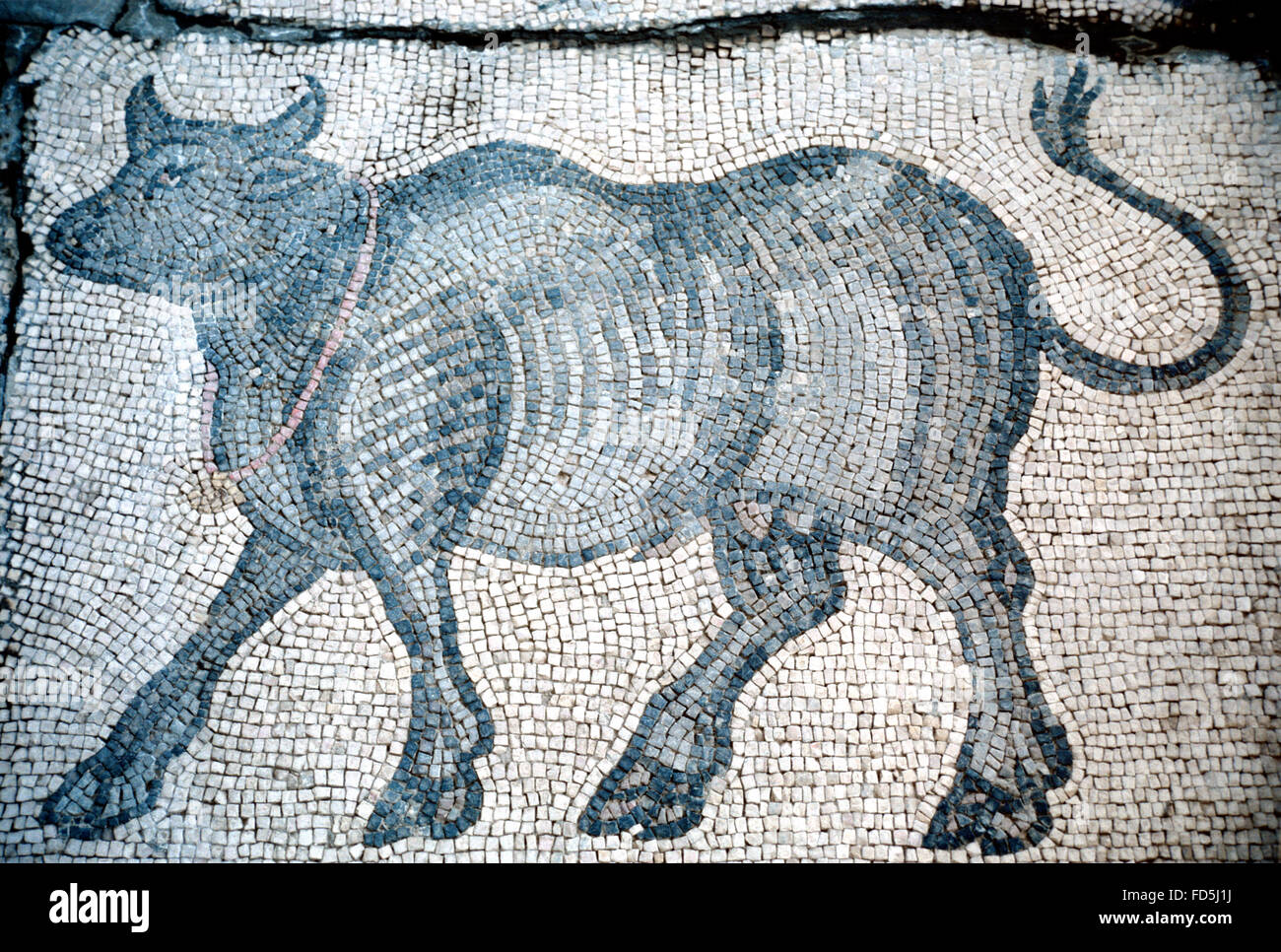 Roman Floor Mosaic of a Bull from a Roman villa  in the Region of Sanliurfa, on Display in Urfa Museum, Sanliurfa, Turkey Stock Photo
