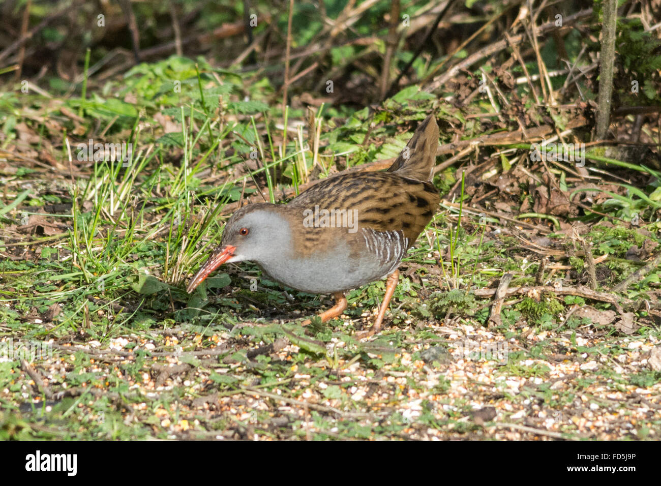 Stithians, Cornwall, UK. 28th January 2016. This weekend the RSPB are asking people to count birds for an hour this weekend as part of the world's largest wildlife survey. At Stithians we counted 14 in an hour. Seen here an elusive Water Rail. Credit:  Simon Maycock/Alamy Live News Stock Photo