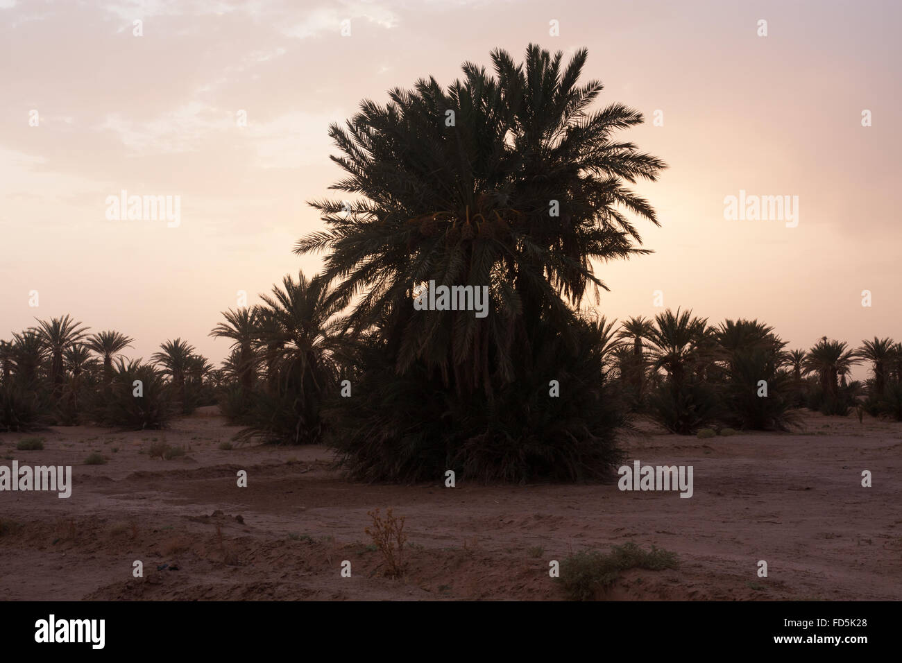 Palm Trees In A Desert Stock Photo Alamy Palm Trees In A Desert Stock Photo Alamy