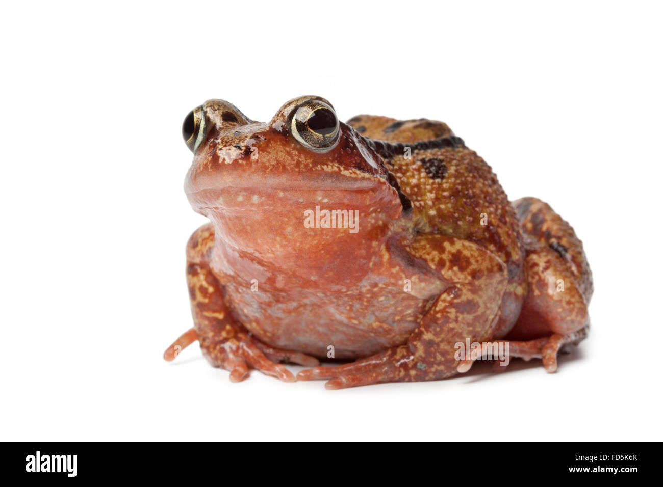 Single brown frog on white background Stock Photo