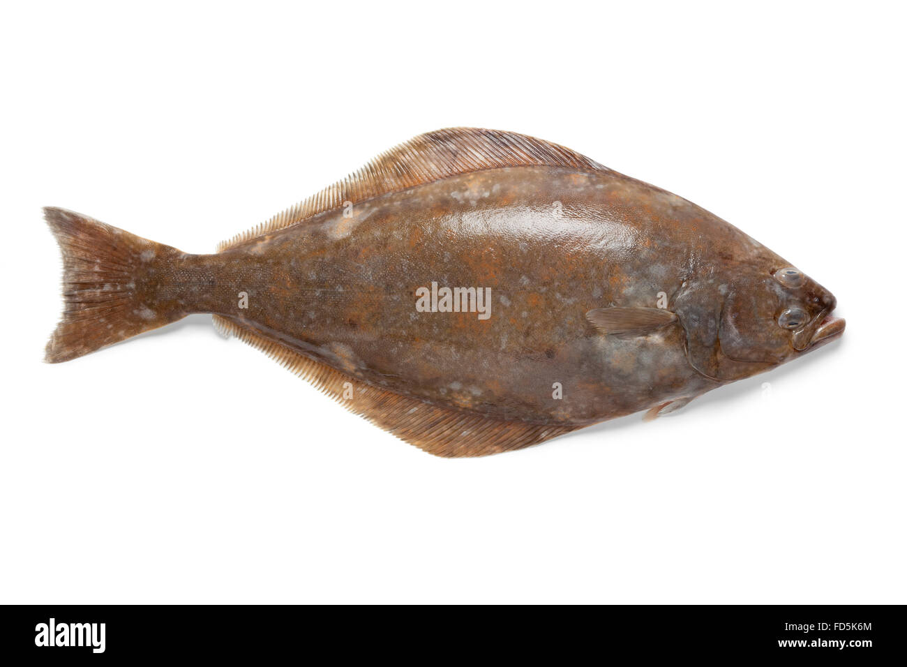 Halibut hires stock photography and images Alamy
