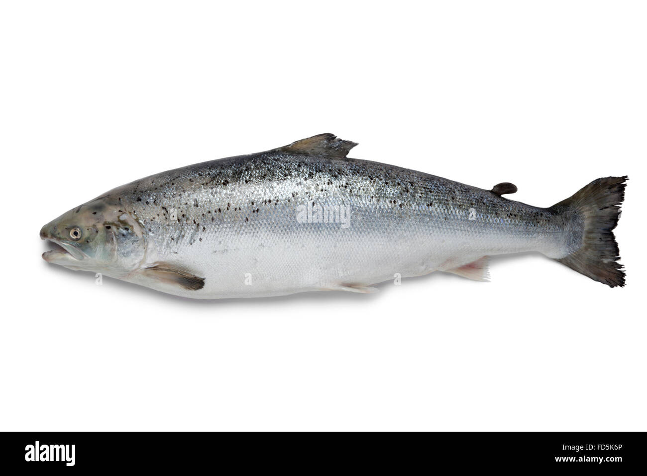 Fresh raw salmon fish on white background Stock Photo