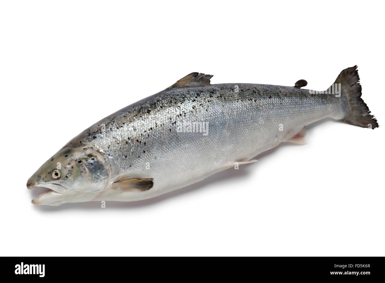 Fresh raw salmon fish on white background Stock Photo