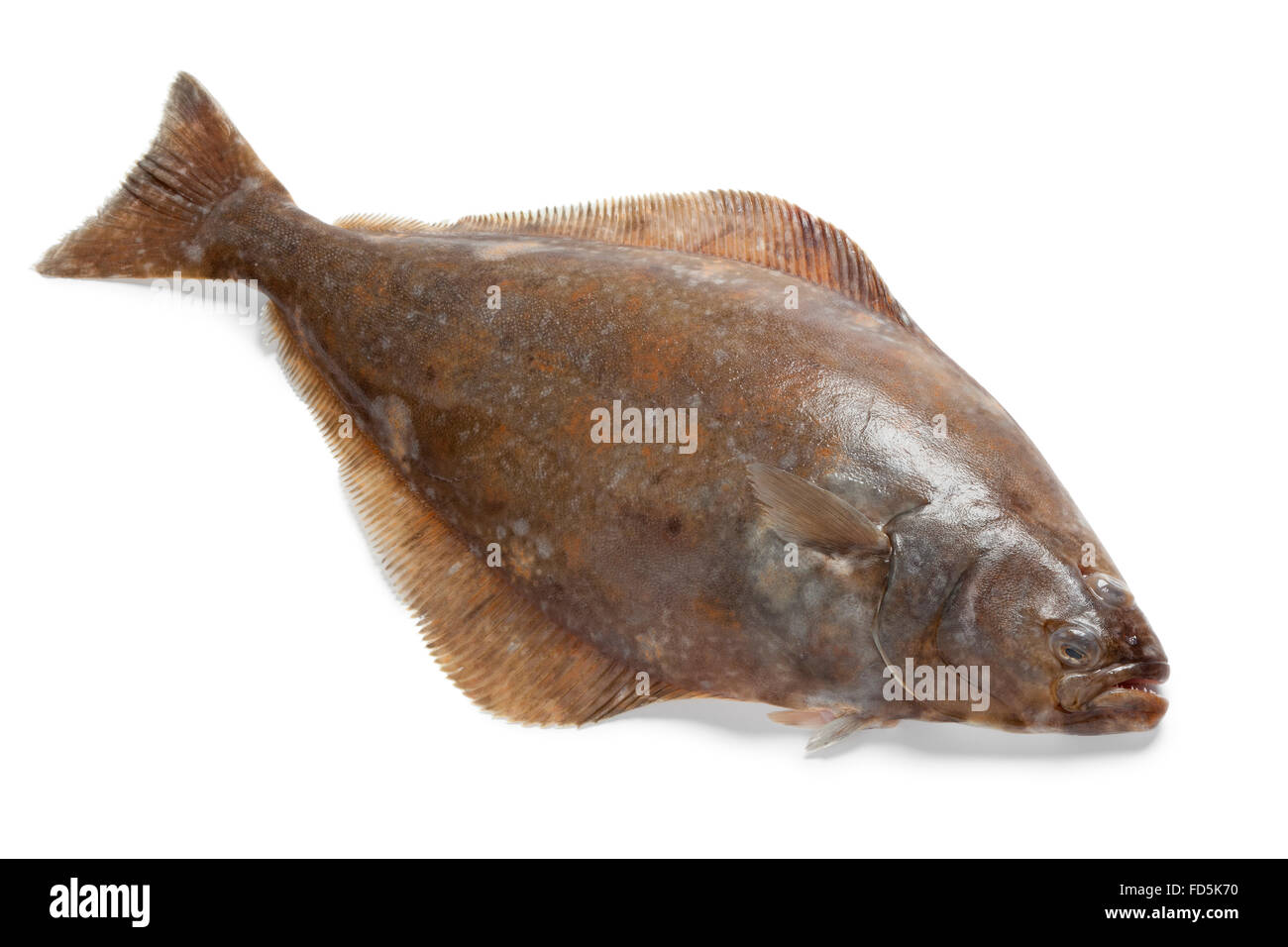Fresh raw halibut fish on white background Stock Photo