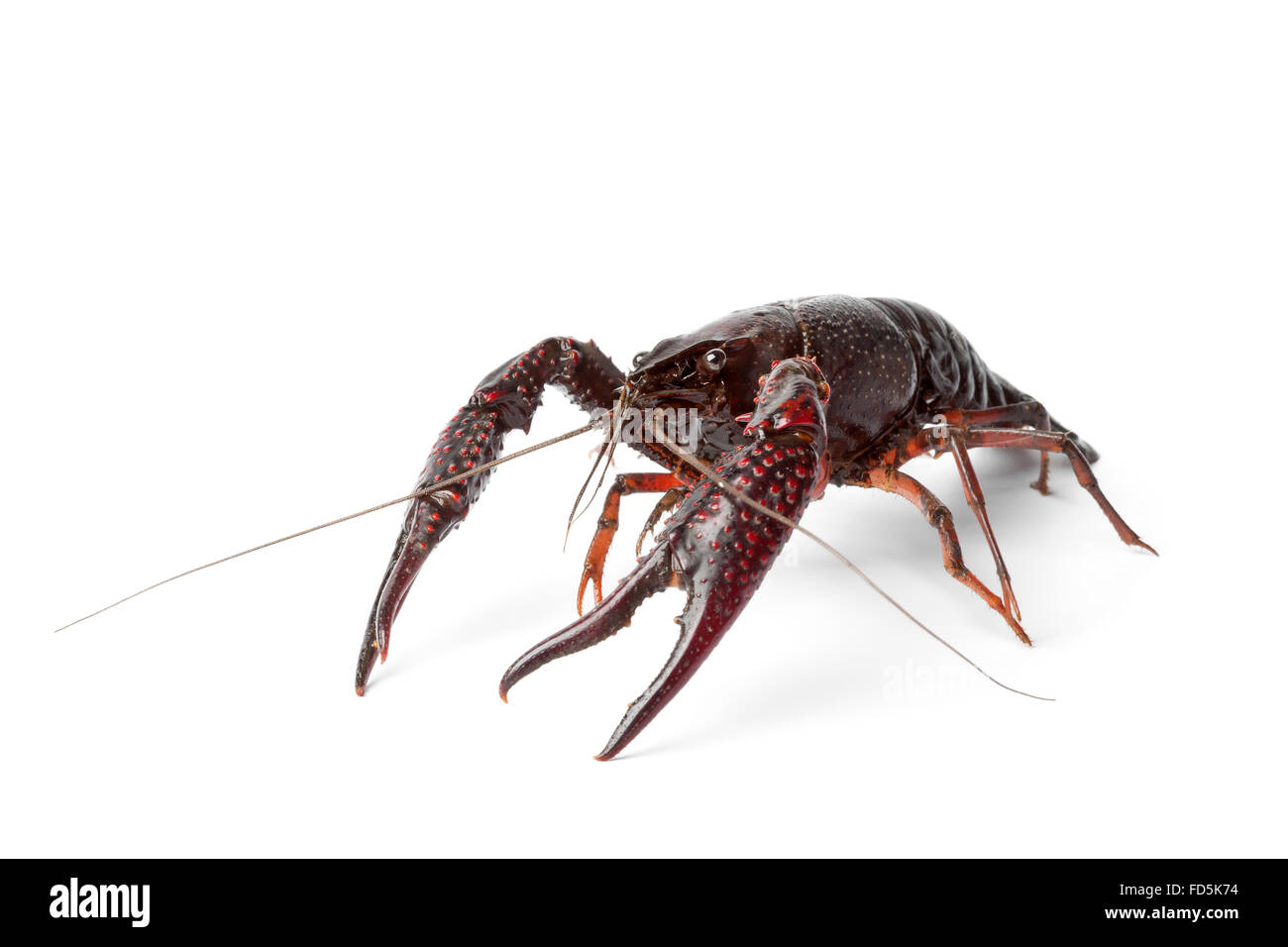 Fresh raw freshwater crayfish on white background Stock Photo