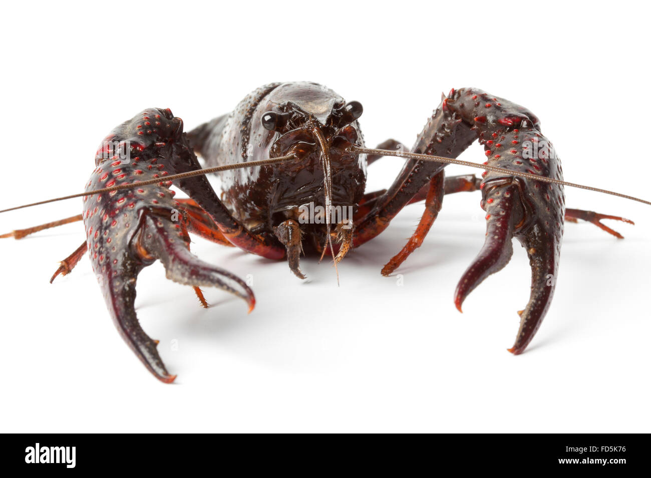 Fresh raw freshwater crayfish close up on white background Stock Photo