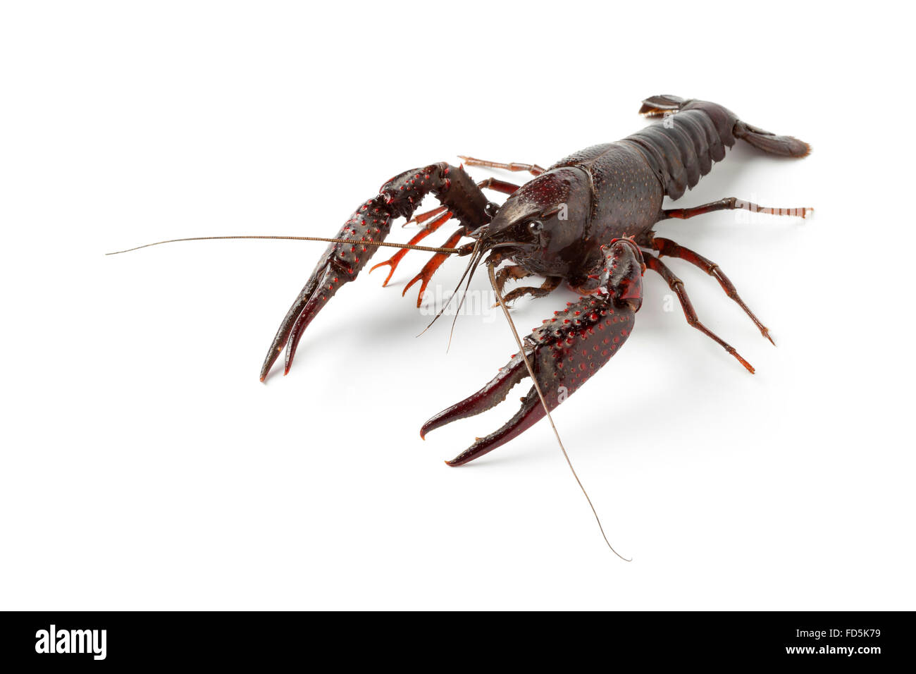 Fresh raw freshwater crayfish on white background Stock Photo