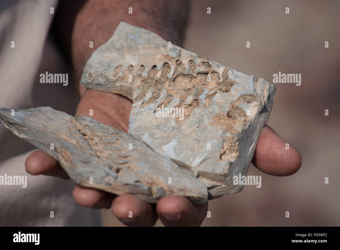 Person Holding Fossil Rocks Stock Photo