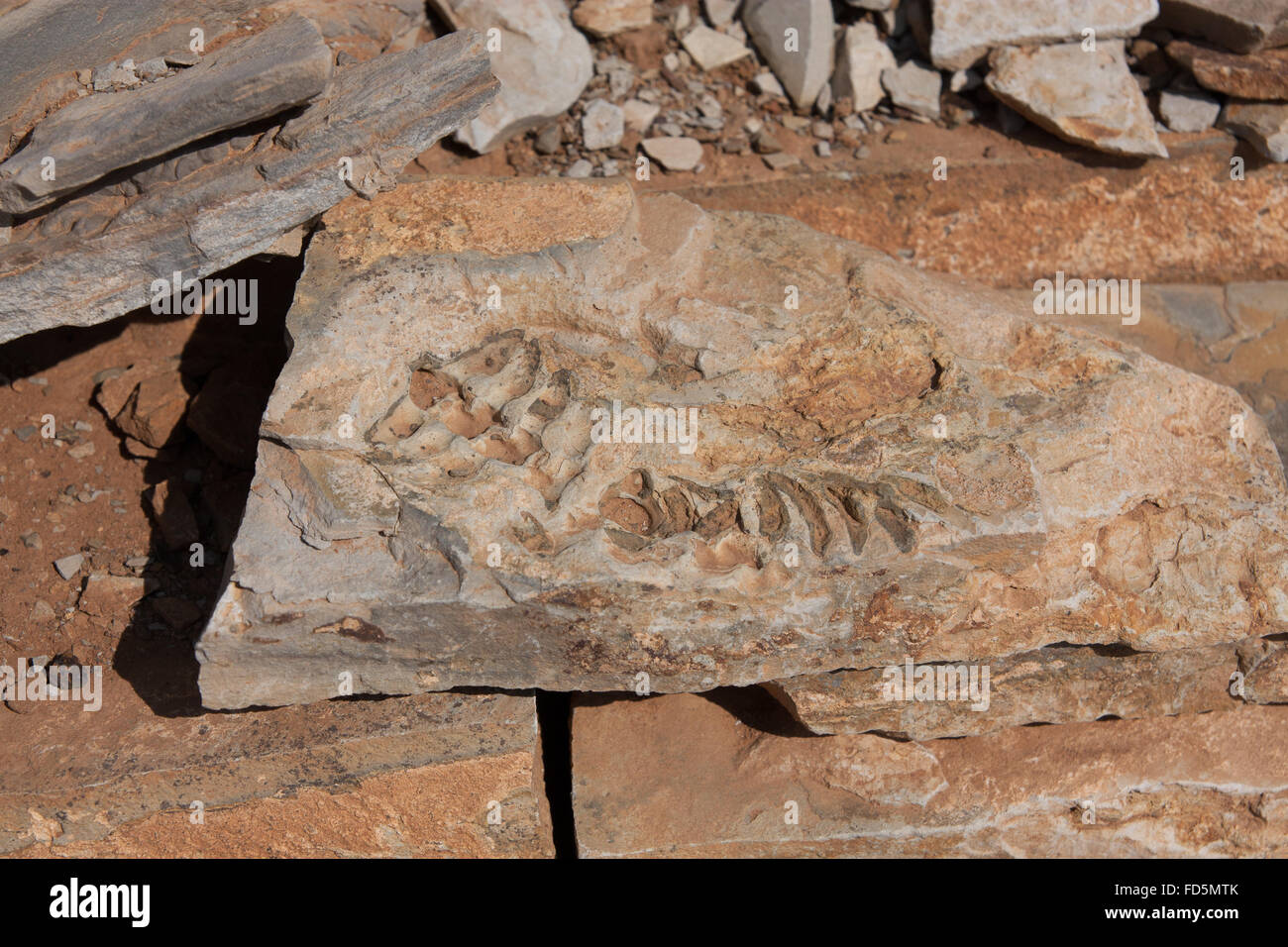 Fossil Rocks Stock Photo