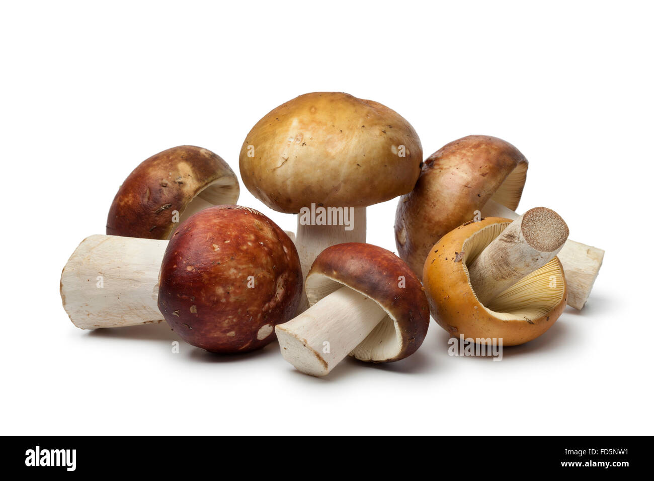 Fresh raw Russula mushrooms on white background Stock Photo