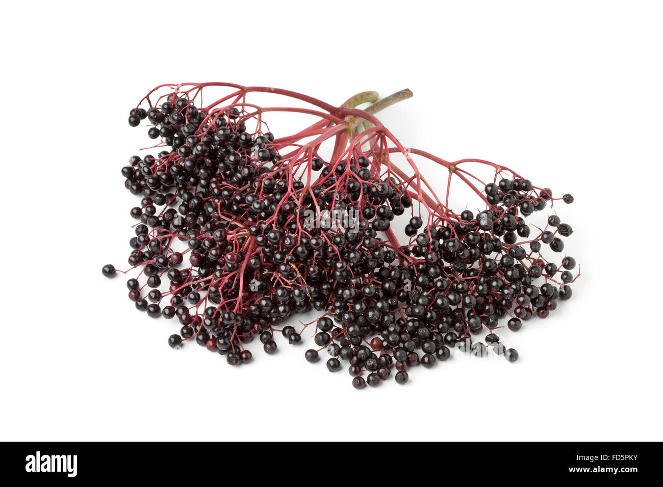 Elderberries on white background hires stock photography and images