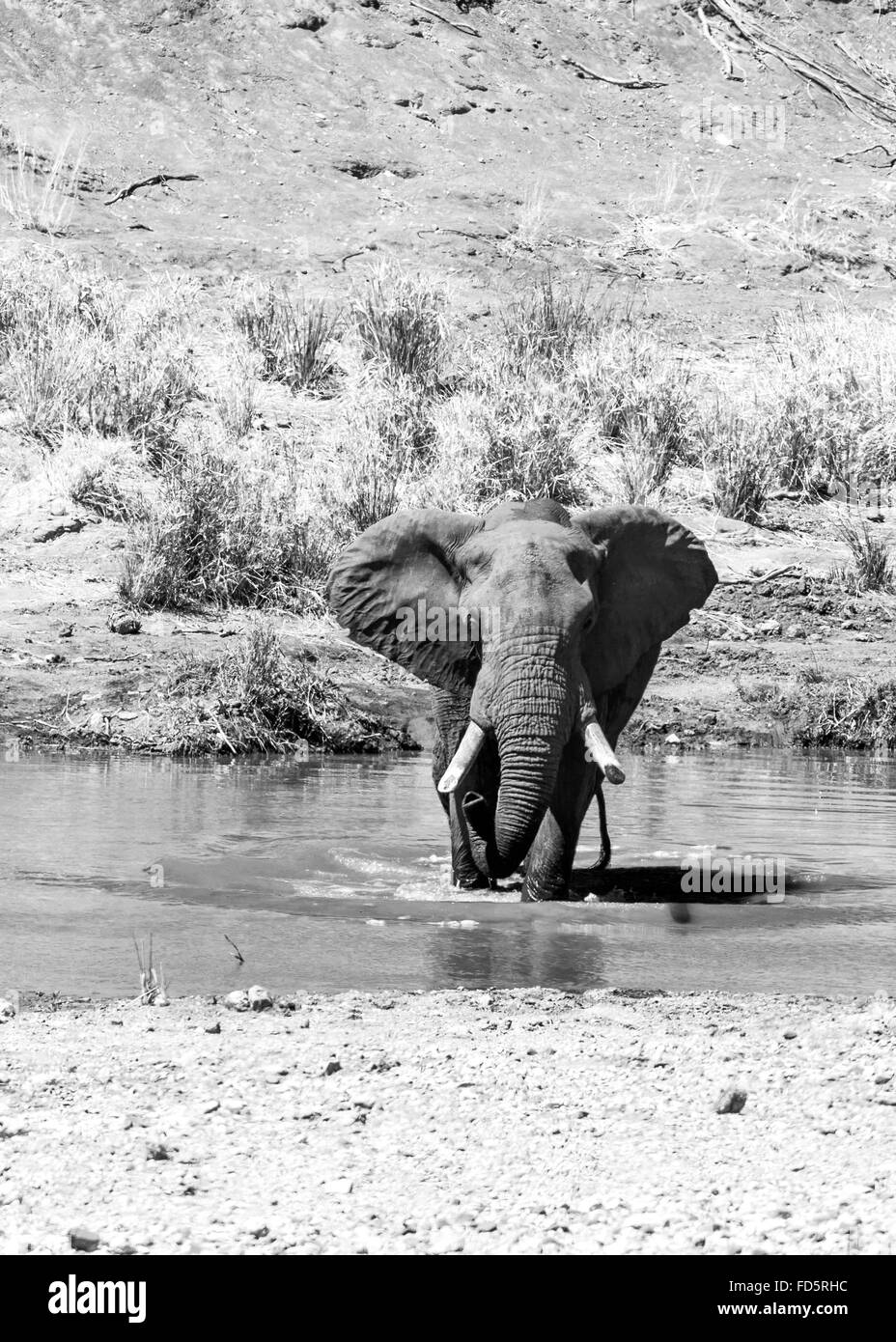 African elephant wading through water Stock Photo - Alamy