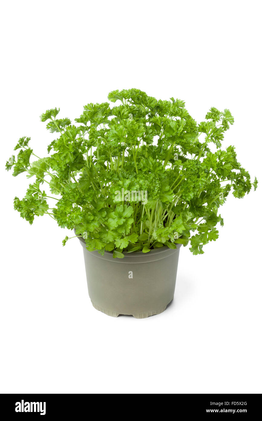 Plastic pot with fresh parsley on white background Stock Photo