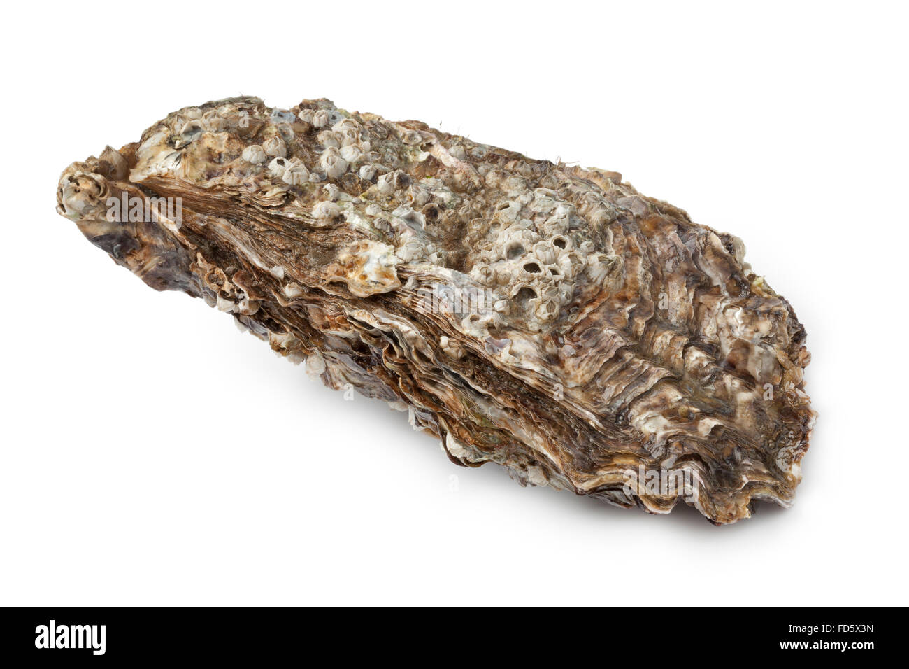 Whole single fresh Pacific oyster on white background Stock Photo