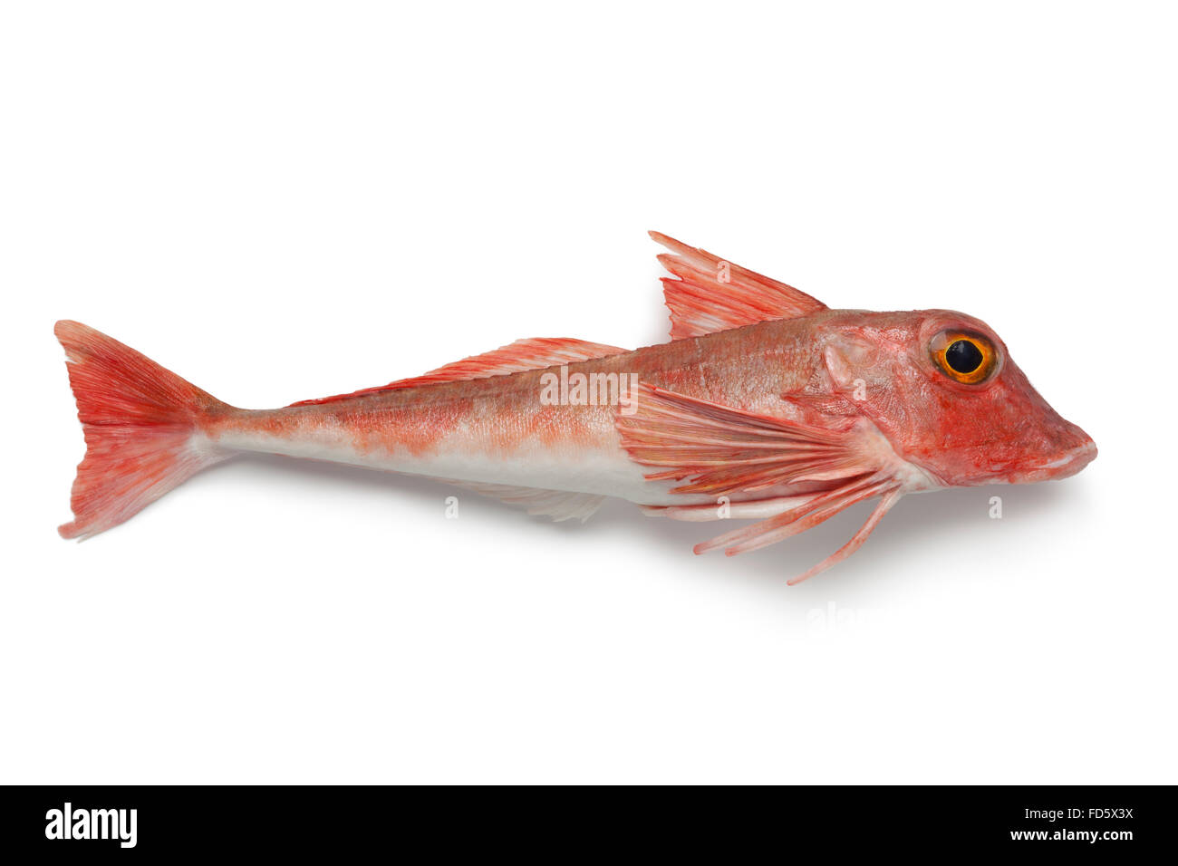Fresh red tub gurnard fish on white background Stock Photo