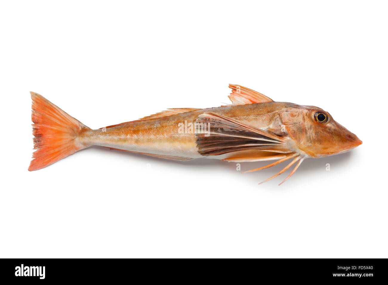 Single french tub gurnard on white background Stock Photo Alamy