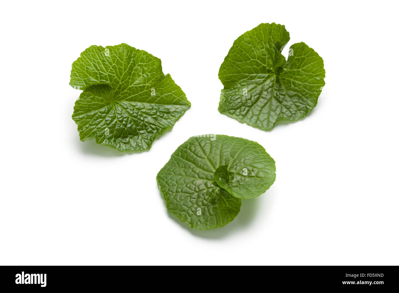 Wasabi leaves on white background Stock Photo