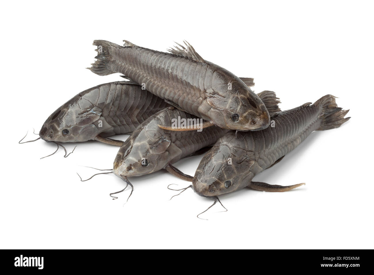 Hoplosternum littorale, swamp fishes, on white background Stock Photo