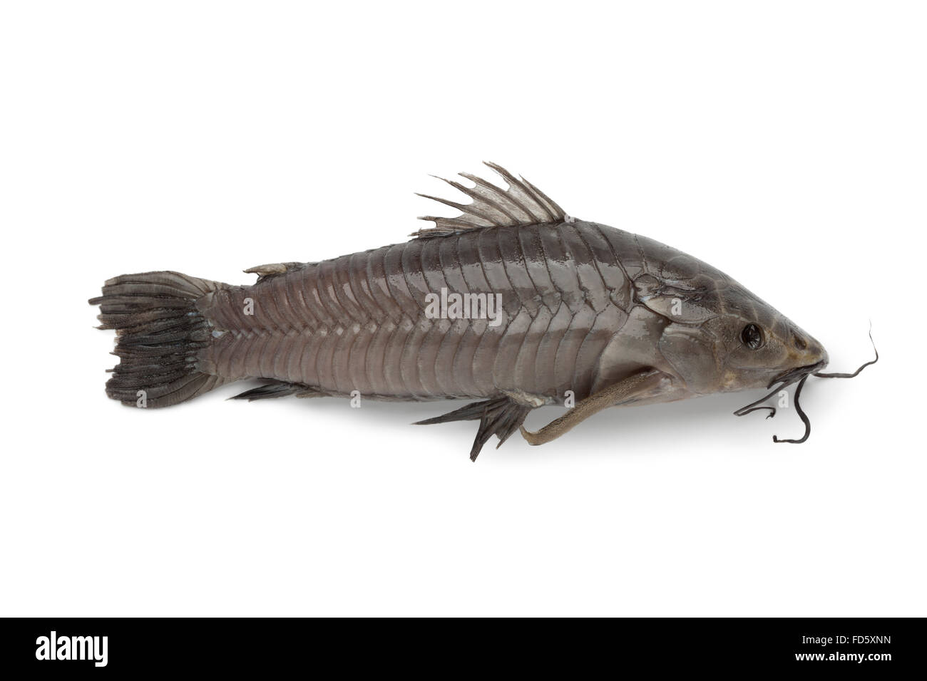 Hoplosternum littorale, swamp fish, on white background Stock Photo