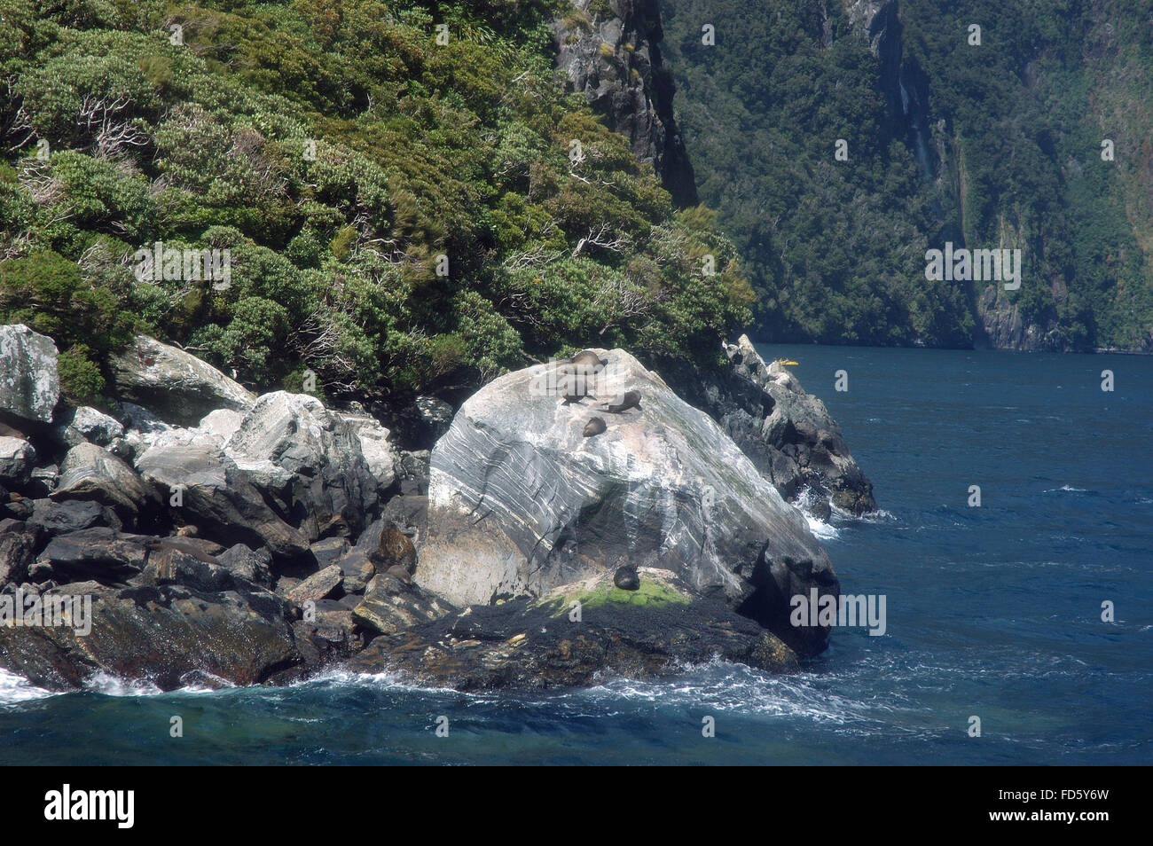 Seals, sunbathing on rock in Milford Sound, New Zealand, NZ Stock Photo