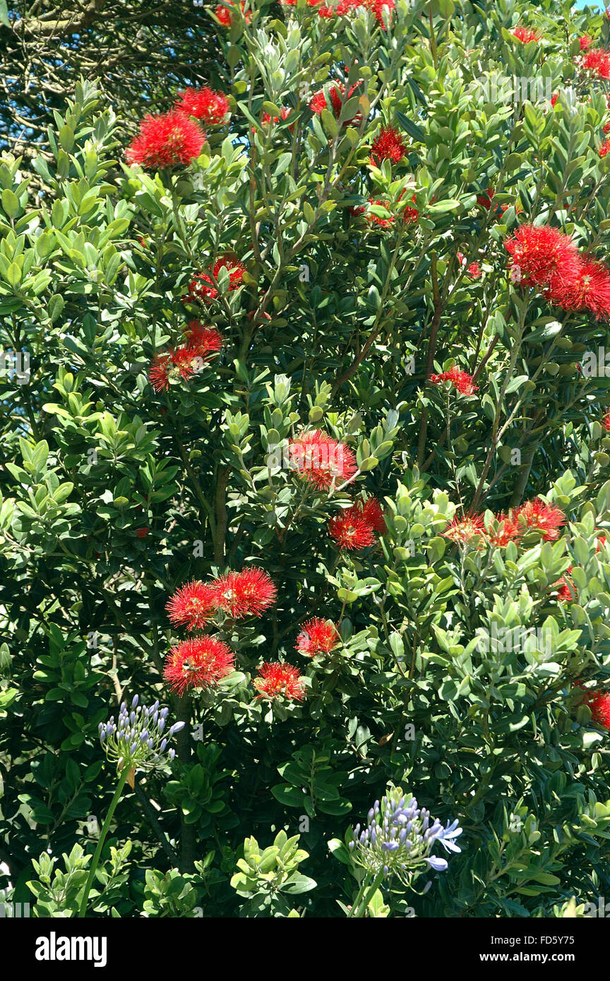 Rata Flower Tree, South Island, New Zealand Stock Photo Alamy
