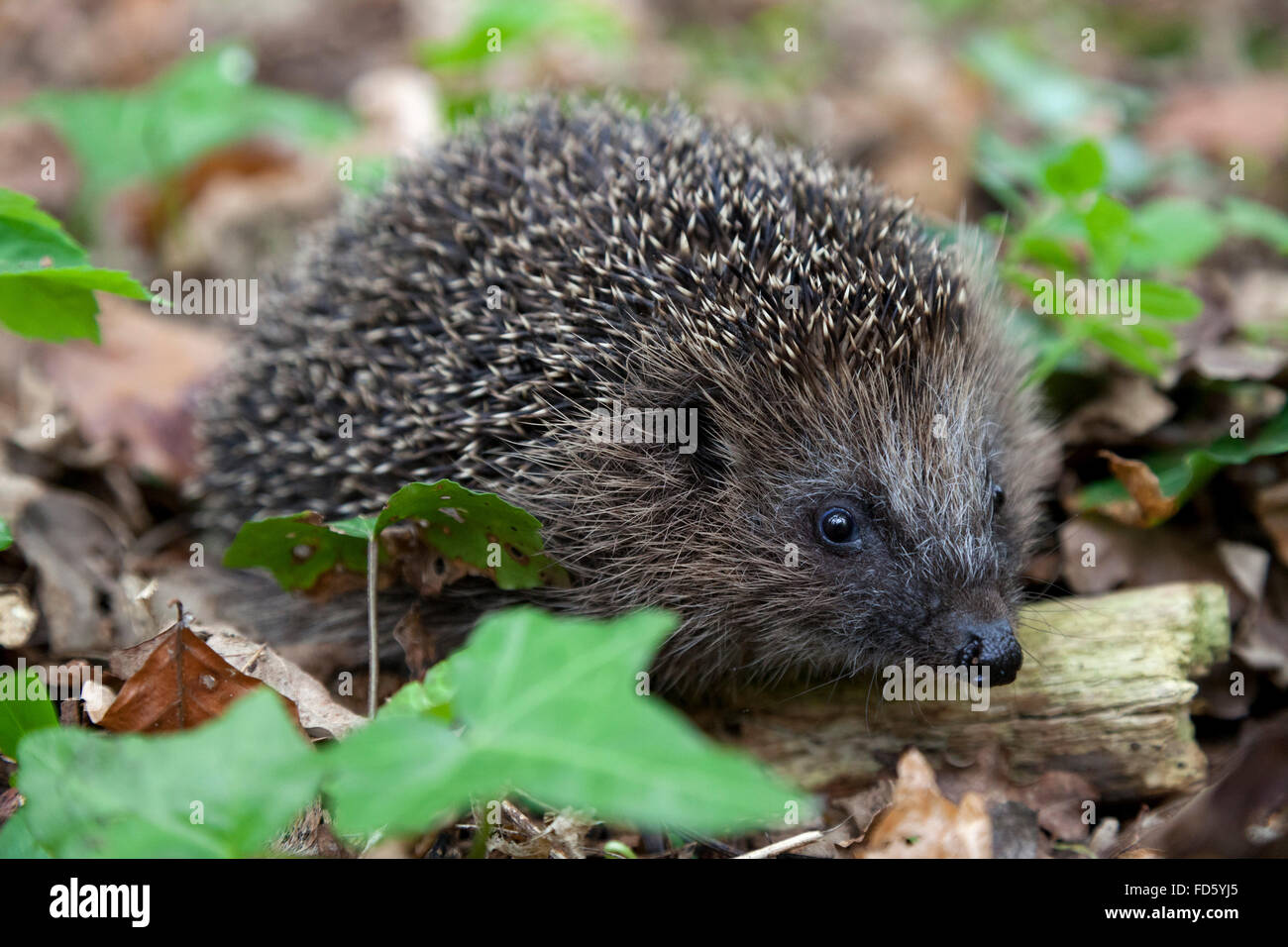 Hedge hog in the woods Stock Photo