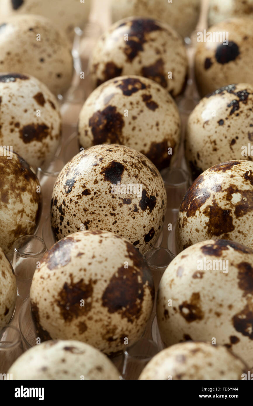 Fresh quails eggs in a box Stock Photo