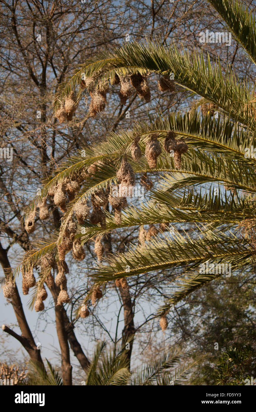Nests in palm tree hires stock photography and images Alamy