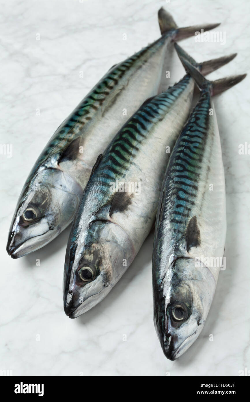 Three fresh mackerels on the table Stock Photo