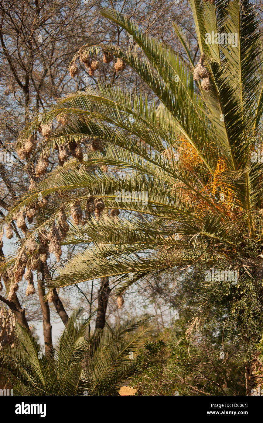 Bird Nests On Palm Tree Leaves Stock Photo Alamy
