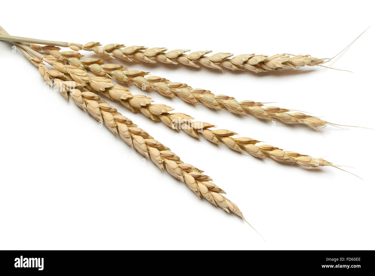 Dried spelt on white background Stock Photo