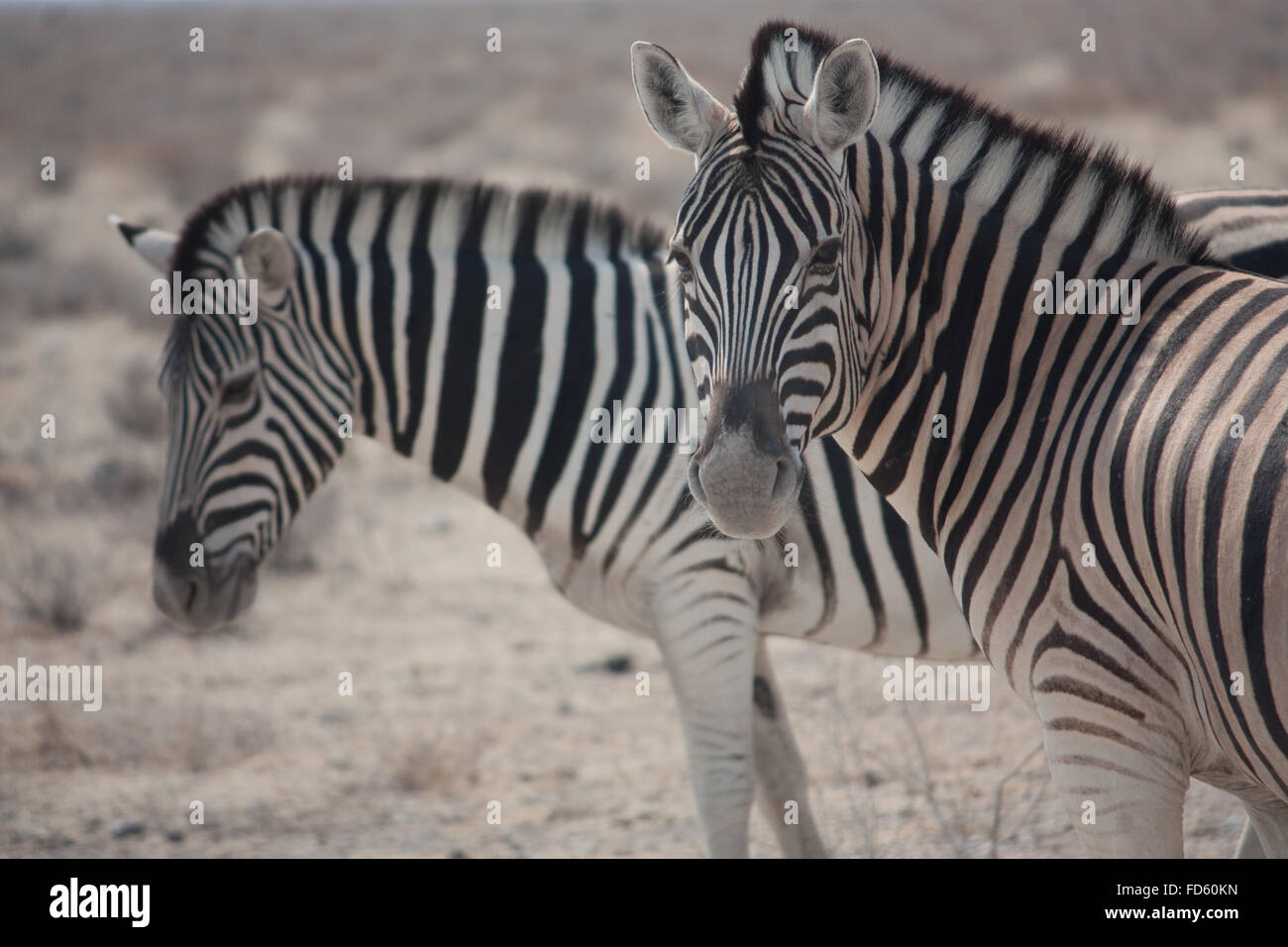 Zebras in desert hi-res stock photography and images - Alamy