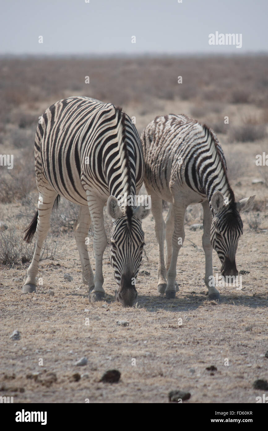 Zebras in desert hi-res stock photography and images - Alamy