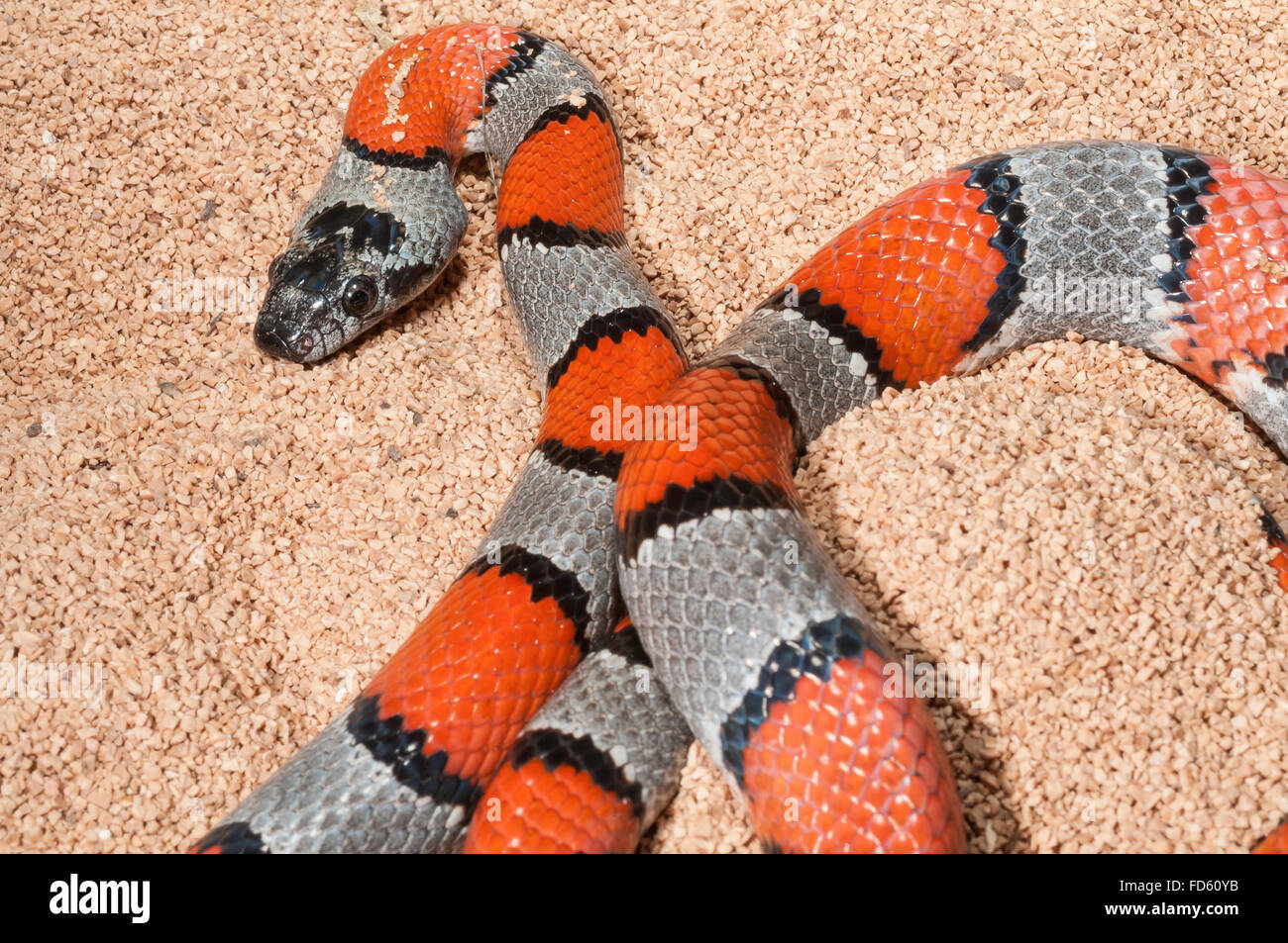 Grey-banded kingsnake, Lampropeltis alterna, Blairs colour phase, western Texas, southern New Mexico and northern Mexico Stock Photo
